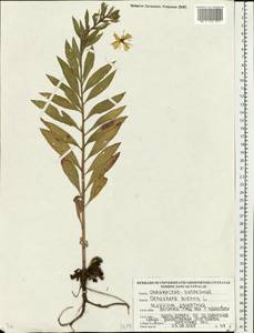 Oenothera biennis L., Eastern Europe, Belarus (E3a) (Belarus)