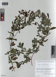 KUZ 018 124, Hypericum hirsutum L., Siberia, Altai & Sayany Mountains (S2) (Russia)