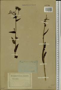 Picris hieracioides L., Siberia (no precise locality) (S0) (Russia)
