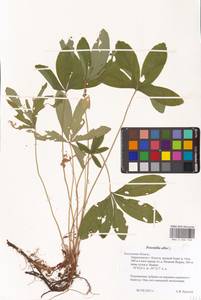 Potentilla alba L., Eastern Europe, Central region (E4) (Russia)