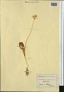 Allium moly L., Western Europe (EUR) (France)