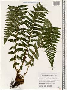 Polystichum braunii (Spenn.) Fée, Caucasus, Krasnodar Krai & Adygea (K1a) (Russia)
