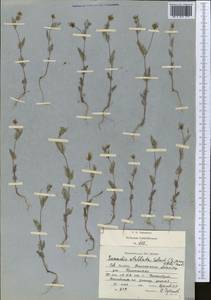 Scandix stellata Banks & Sol., Middle Asia, Western Tian Shan & Karatau (M3) (Kyrgyzstan)