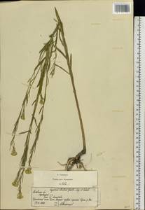 Erysimum odoratum Ehrh., Eastern Europe, Moscow region (E4a) (Russia)