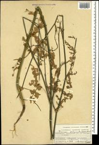 Froriepia subpinnata (Ledeb.) Baill., Caucasus, Azerbaijan (K6) (Azerbaijan)