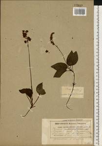 Orthilia secunda (L.) House, Eastern Europe, Belarus (E3a) (Belarus)