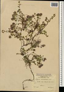 Thymus nummularius M.Bieb., Caucasus, South Ossetia (K4b) (South Ossetia)