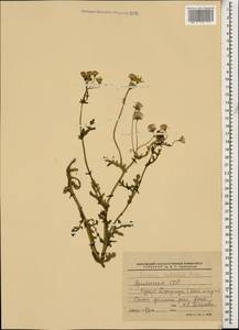 Senecio glaucus subsp. coronopifolius (Maire) C. Alexander, Caucasus, Armenia (K5) (Armenia)