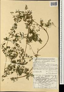 Clematis latisecta (Maxim.) Prantl, Mongolia (MONG) (Mongolia)