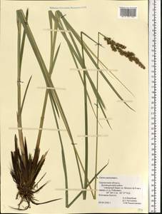 Carex paniculata L., Eastern Europe, Western region (E3) (Russia)