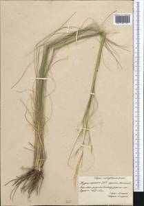 Stipa sareptana A.K.Becker, Middle Asia, Kopet Dag, Badkhyz, Small & Great Balkhan (M1) (Turkmenistan)