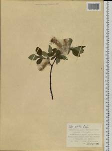 Salix pulchra Cham., Siberia, Russian Far East (S6) (Russia)