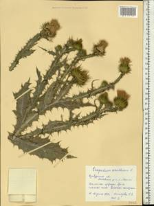 Onopordum acanthium L., Eastern Europe, Eastern region (E10) (Russia)