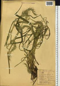 Elymus sibiricus L., Siberia, Western (Kazakhstan) Altai Mountains (S2a) (Kazakhstan)