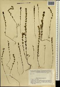 Euphrasia pectinata Ten., Siberia, Baikal & Transbaikal region (S4) (Russia)