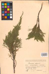 Juniperus sabina L., Eastern Europe, Lower Volga region (E9) (Russia)