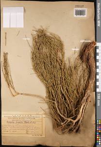 Ephedra procera C.A.Mey., Middle Asia, Western Tian Shan & Karatau (M3) (Kazakhstan)