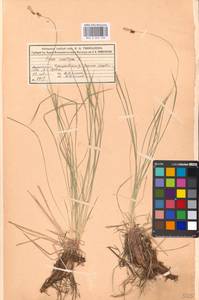 Carex montana L., Eastern Europe, Moscow region (E4a) (Russia)