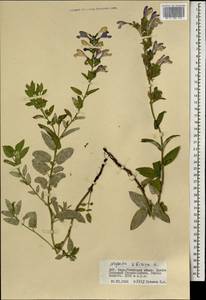 Nepeta sibirica L., Mongolia (MONG) (Mongolia)