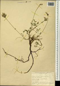 Astragalus, South Asia, South Asia (Asia outside ex-Soviet states and Mongolia) (ASIA) (Turkey)