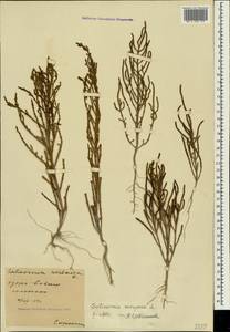 Salicornia europaea (Moss) Lambinon & Vanderp., Crimea (KRYM) (Russia)