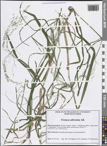 Festuca altissima All., Siberia, Western Siberia (S1) (Russia)