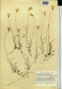 Campanula rotundifolia L., Siberia, Central Siberia (S3) (Russia)