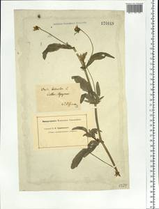Viola tricolor L., Siberia, Baikal & Transbaikal region (S4) (Russia)