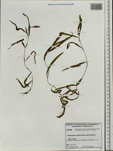 Potamogeton alpinus subsp. tenuifolius (Raf.) Hultén, Siberia, Central Siberia (S3) (Russia)
