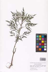 Ambrosia artemisiifolia L., Eastern Europe, Moscow region (E4a) (Russia)
