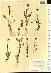 Tephroseris integrifolia subsp. atropurpurea (Ledeb.) B. Nord., Siberia, Russian Far East (S6) (Russia)