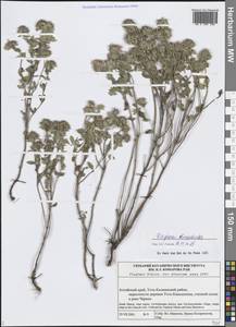 Ziziphora clinopodioides Lam., Siberia, Altai & Sayany Mountains (S2) (Russia)