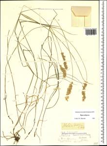 Melica ciliata L., Caucasus, Stavropol Krai, Karachay-Cherkessia & Kabardino-Balkaria (K1b) (Russia)
