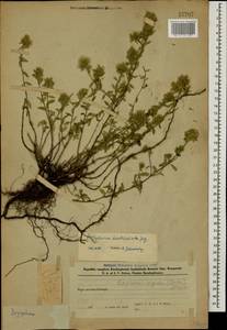 Ziziphora clinopodioides subsp. rigida (Boiss.) Rech.f., Caucasus, Azerbaijan (K6) (Azerbaijan)