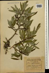 Pyrus salicifolia Pall., Caucasus, Armenia (K5) (Armenia)