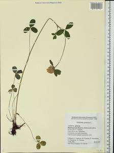 Trifolium pratense L., Eastern Europe, Central forest-and-steppe region (E6) (Russia)