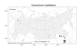 Cynanchum rostellatum (Turcz.) Liede & Khanum, Atlas of the Russian Flora (FLORUS) (Russia)