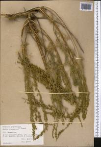 Artemisia glanduligera Krasch. ex Poljakov, Middle Asia, Pamir & Pamiro-Alai (M2) (Tajikistan)