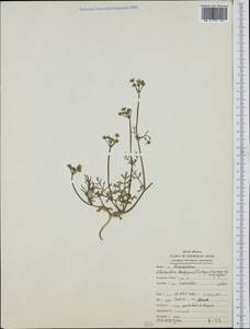 Elwendia longipes (Freyn) Pimenov & Kljuykov, South Asia, South Asia (Asia outside ex-Soviet states and Mongolia) (ASIA) (Iran)