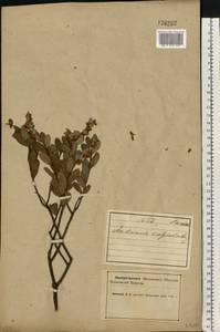 Chamaedaphne calyculata (L.) Moench, Eastern Europe, Northern region (E1) (Russia)