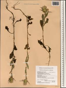 Silybum marianum (L.) Gaertn., South Asia, South Asia (Asia outside ex-Soviet states and Mongolia) (ASIA) (Cyprus)