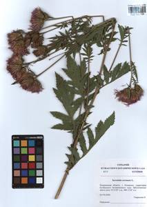 Serratula coronata L., Siberia, Altai & Sayany Mountains (S2) (Russia)