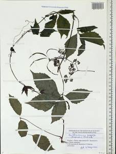Parthenocissus inserta (A. Kern.) Fritsch, Eastern Europe, Middle Volga region (E8) (Russia)