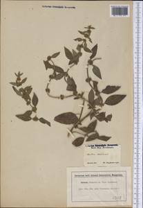 Mentha canadensis L., America (AMER) (United States)
