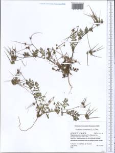 Erodium cicutarium, Middle Asia, Northern & Central Tian Shan (M4) (Kyrgyzstan)