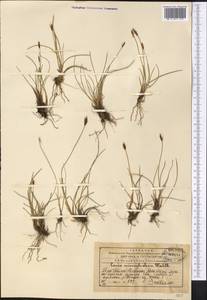 Carex microglochin Wahlenb., Middle Asia, Western Tian Shan & Karatau (M3) (Kazakhstan)