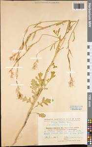 Eruca vesicaria subsp. sativa (Mill.) Thell., Eastern Europe, North Ukrainian region (E11) (Ukraine)
