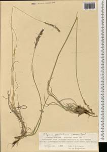 Elymus pendulinus (Nevski) Tzvelev, Mongolia (MONG) (Mongolia)