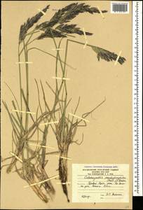 Calamagrostis pseudophragmites (Haller f.) Koeler, Caucasus, South Ossetia (K4b) (South Ossetia)