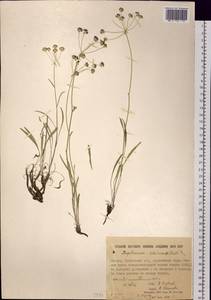 Bupleurum sibiricum Vest ex Roem. & Schult., Siberia, Yakutia (S5) (Russia)